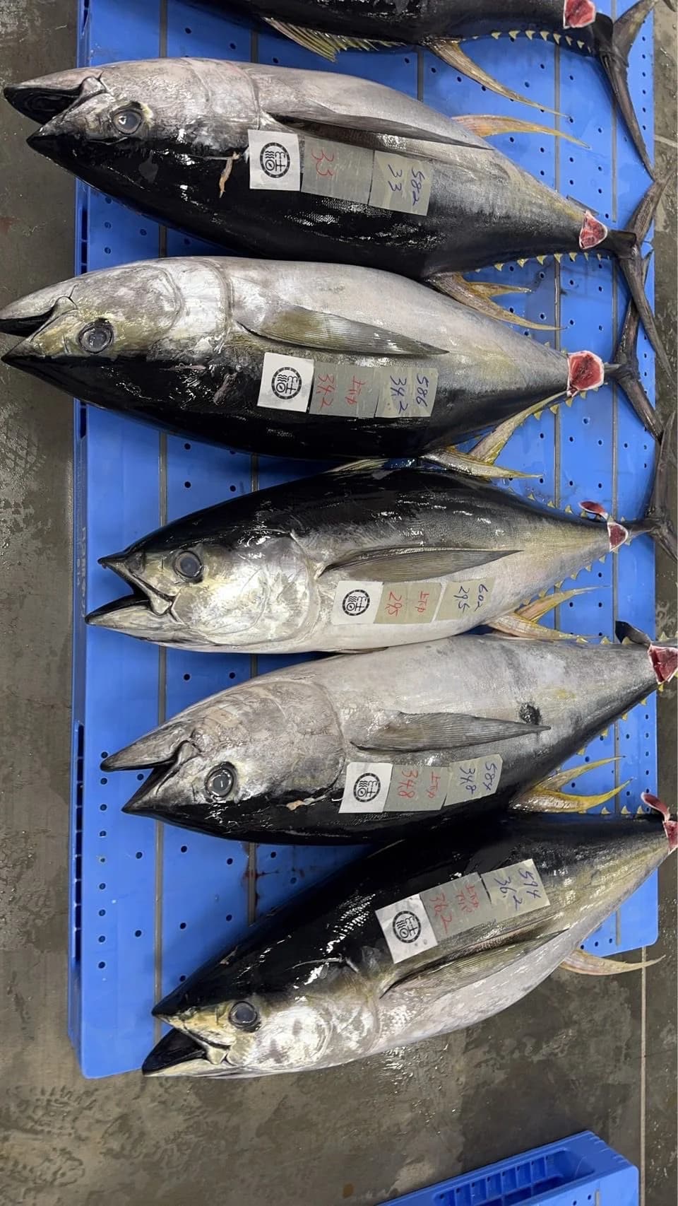 Whole Fresh Caught Tuna